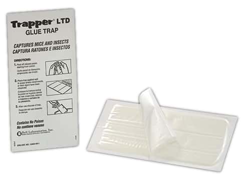 Glue Trap